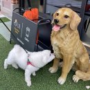 슈슈댕 구래점 이미지