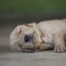 노원-현장-1354 | 믿고 맡긴 창원강아지분양 후기