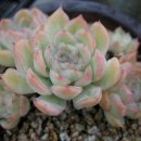 블루우드 이미지