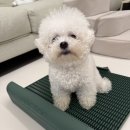 올리브그린 | [강아지용품] 강아지 배변패드 독톡 강아지 배변판 올리브그린 사용후기