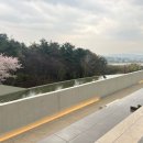 팝콘 노래연습장 | [경주] 26년 봄 벚꽃 여행 .. .