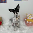 탱스땡스 이미지