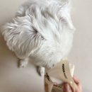 푸치푸치 | 강아지 간식&lt;푸치마켓 제주당근 비건트릿&gt;급여 후기