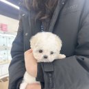 인천강아지분양 테디럽 이미지