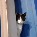 맡겨보개 이미지