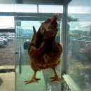 강화도 마니산솥뚜껑 토종닭볶음탕 내돈내산 후기｜텐트 캠핑 감성 맛집 (애견동반 가능)
