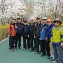 북한산 산악회 - 양재천 꽃길 걷기 이미지