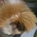 김천연합동물병원 이미지