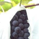 지지농장 이미지