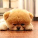 귀여운강아지 이미지