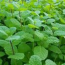 애플민트 키가 쑥쑥 자라고있어요 이미지