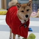 [월간펫띵/<b>돌로</b><b>박스</b>] 월간펫띵 9회차가 알려드리는 솔직후기????