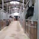 덕소 승마클럽 이미지