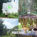 제주 와일드 | 10월 제주도 여행 제주 녹차밭 축제 와일드오차드 체험 후기