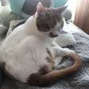 보리콩이네 이미지