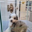 플레이독 파주본점 | 파주강아지 건강한 아이들이 있는 플레이독 파주본점 방문후기