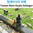 자연공원 | 쿠알라룸푸르 근교 여행｜몽키힐 자연공원 솔직 후기