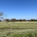 와흘메밀마을 이미지