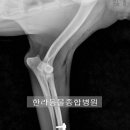 투투 동물병원 이미지