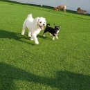 한강펫케어센터 이미지