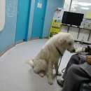 문수동물병원 이미지