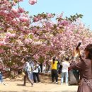 경주벚꽃축제 4년 만에 다시 열린다 이미지