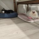 라이프독 이미지