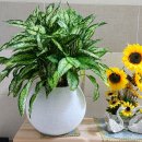 지랑마을 이미지