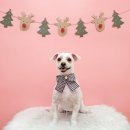 몽 그루밍 이미지