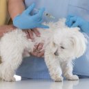 거제동물병원 이미지