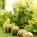 여우도토리 이미지