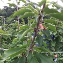 수형농장 이미지