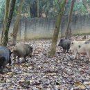 둔덕농장3 이미지