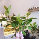 연세바른의원 이미지