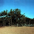 예덕리고분군 이미지