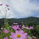한서농장 | 홍천 가볼만한곳 수타사 알파카월드 등 4곳 가을나들이 추천