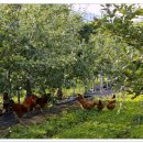 상애농장 이미지