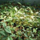 천등농장 이미지