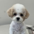 솜솜 애견미용 이미지