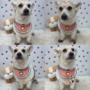 뽀송뽀송애견놀이방 | 청주 애견미용 추천_복대동 '멍멍하개' 강아지 피부케어 케어샷 신다니 목욕 후기