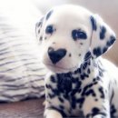 하트강아지 이미지