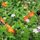 물고기자리 이미지