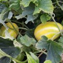 한길농부 농장 이미지