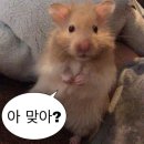 구)보건소 | 남양주 풍양보건소 산전검사 서류 비용 항목 결과확인 해석 후기