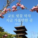 꽃비농원 | 4월 교토 벚꽃 막차, 지금 가볼만한 곳🌸겹벚꽃 절정부터 희귀한 초록 벚꽃까지!