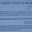 굴무기낭 이미지
