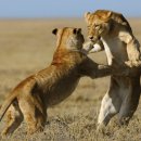 세렝게티 이미지