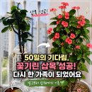 50일의 기다림 끝, 꽃기린 삽목 성공! 원나무와 다시 한 가족이 된 날