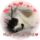 베베더로니