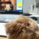 펫슈퍼24 | [W.24] 화견 전문업체 &#39;댕댕마치&#39; 계약 및 본식 이용 후기